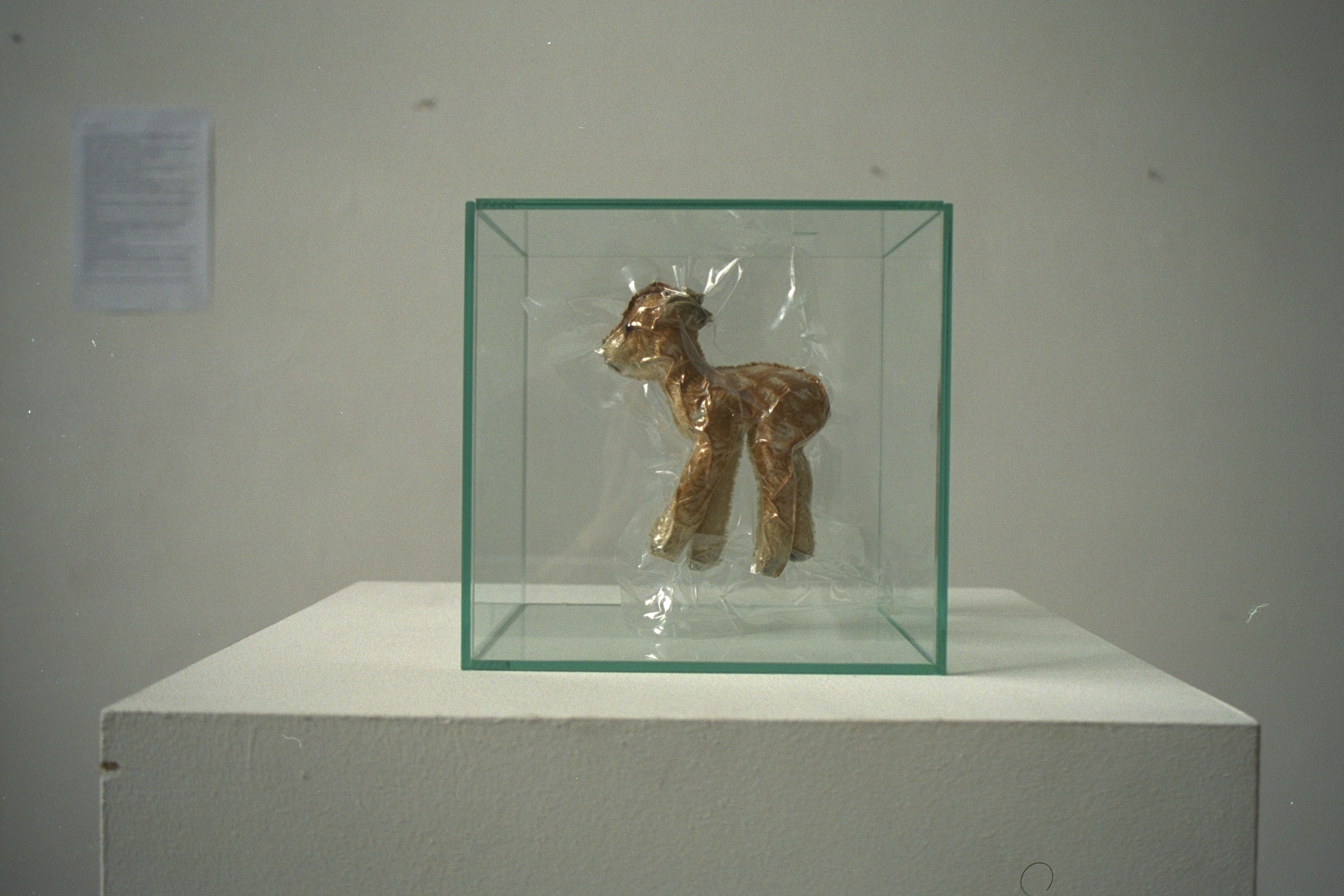 reh, vakumisiert, akad.d.bild künste wien, 2001